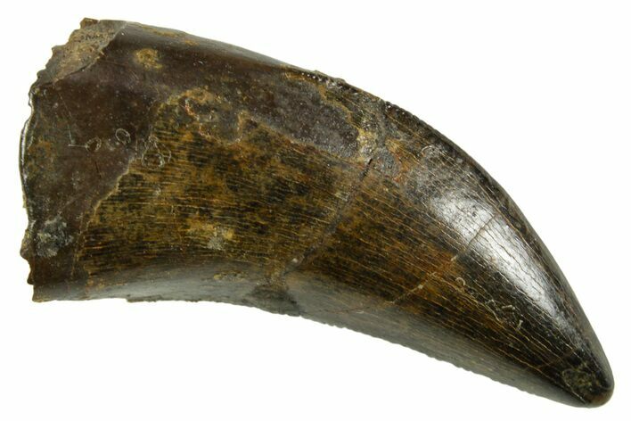 Serrated, Tyrannosaur (Nanotyrannus) Tooth - Montana #378492